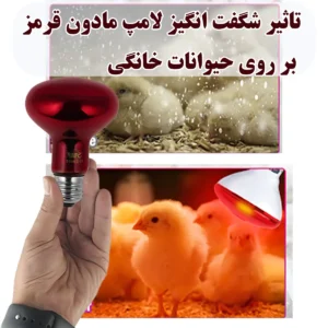 تاثیر شگفت انگیز لامپ مادون قرمز بر روی حیوانات خانگی